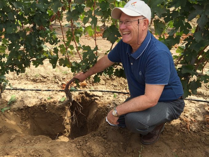 Alain Deloire et la vigne, une longue histoire (photo A. Deloire).